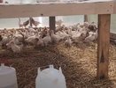 Канадская семья Фейнстра показала свою ферму в Нижегородской области