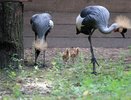 Два венценосных журавленка родились в нижегородском зоопарке «Лимпопо»