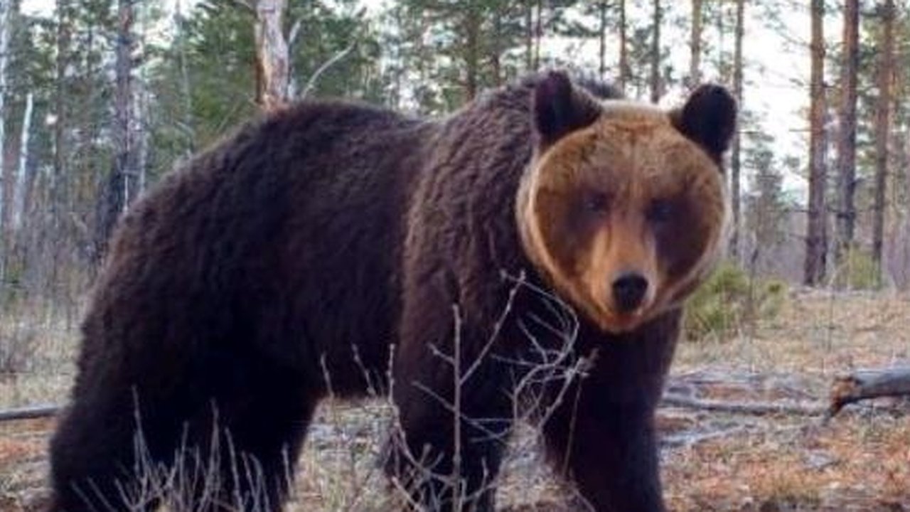 Главная картинка новости: Нижегородцы рискуют встретить медведей у трупов животных в лесу