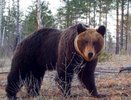 Нижегородцы рискуют встретить медведей у трупов животных в лесу