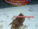 Жуткий морской таракан попался нижегородцу в консервах