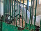 Депутат Госдумы высказался об издевательствах над лошадью в Нижнем Новгороде