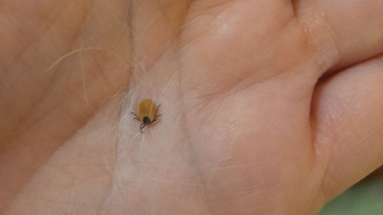 Главная картинка новости: 2,9 тысячи нижегородцев пострадали от нападения клещей