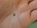 2,9 тысячи нижегородцев пострадали от нападения клещей