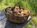 Нижегородцы рассказали о грибных местах