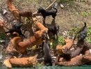 Нижегородцы обвинили соседа в издевательствах над животными и поедании собак