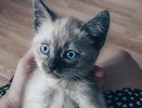 Измученных котят обнаружили в подвале дома в Нижнем Новгороде