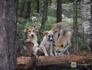 Живодерню с собаками обнаружили на ферме под Нижним Новгородом