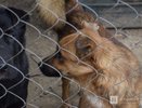 Нижегородские власти не поддержали закон об эвтаназии бездомных животных