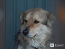 Опасный сухой корм для собак нашли в Нижегородской области