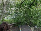 Более 30 деревьев повредили провода ЛЭП в Нижегородской области из-за грозы