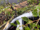 Упавший на авто тополь чуть не убил отца с дочерью в Нижнем Новгороде