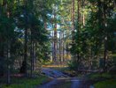 Названы самые опасные для здоровья грибы в Нижегородской области