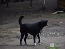 Собака напала на детского врача на вызове в Нижнем Новгороде