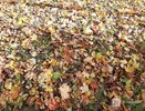 Теплая погода будет радовать нижегородцев до 10 сентября