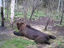 Охота на медведя открылась в Нижегородской области с 21 марта