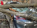 Упавшее дерево раздавило китайский кроссовер в Нижнем Новгороде