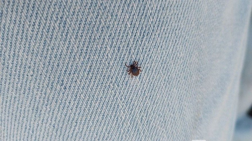 Главная картинка новости: Названы округа Нижегородской области, где чаще всего нападают клещи