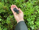 Эксперты объяснили дефицит черники в Нижегородской области в 2024 году
