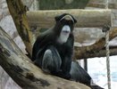 Нижегородцам посоветовали избегать приматов из-за оспы обезьян