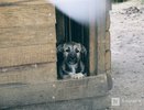 Количество бездомных животных в Нижнем Новгороде уменьшилось в 15 раз