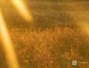 Гидрометцентр предупредил об аномальной жаре в июле в Нижегородской области