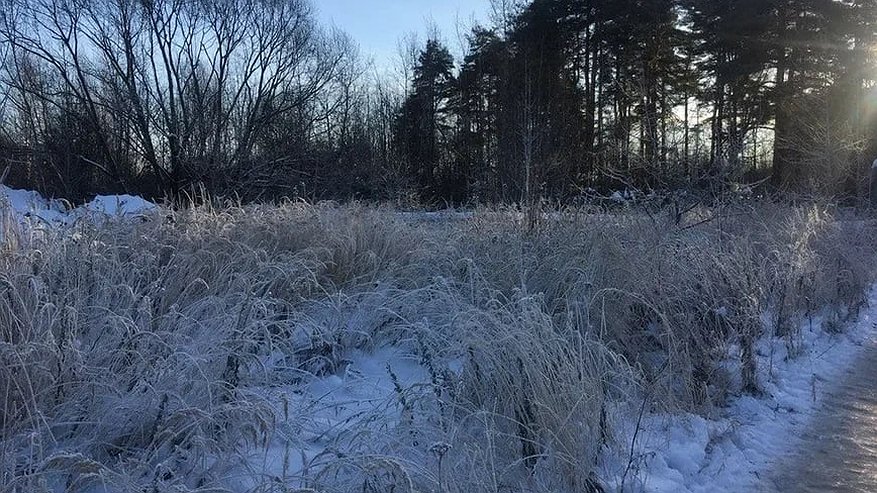 Главная картинка новости: Клещи активизировались в Нижегородской области