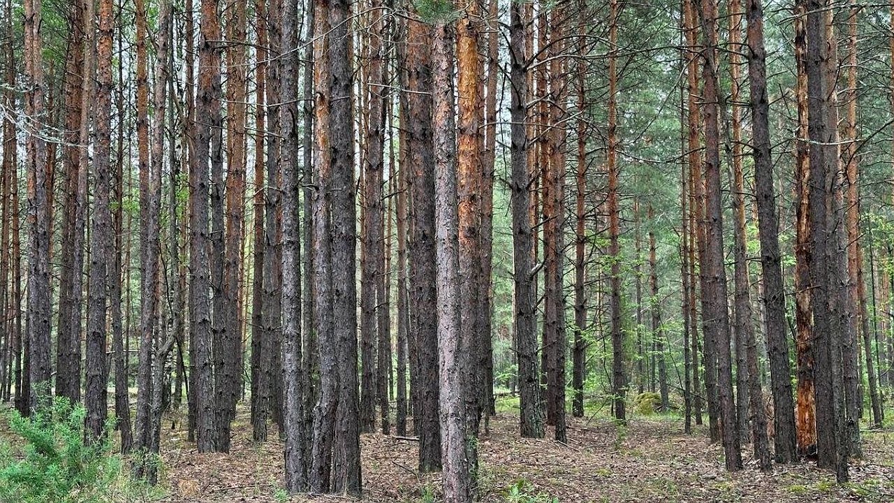 Главная картинка новости: Появились первые подробности пожара в Керженском заповеднике