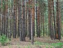 Появились первые подробности пожара в Керженском заповеднике