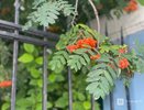 Почему рябина полезна для здоровья, объяснили нижегородцам