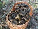 Нижегородский блогер рассказал о лучших грибах для соления