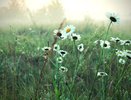 Нижегородский эколог назвал перегибом смену названий растений из-за расизма