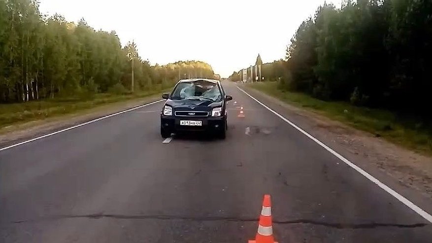 Главная картинка новости: Водитель иномарки пострадал в ДТП с лосем в Городецком округе
