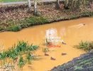 Эксперты установили, что окрасило нижегородскую Парашу в тыквенный цвет