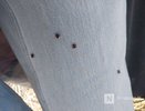 Названы округа Нижегородской области, в которых чаще всего нападают клещи
