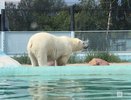 Стало известно, как спасаются животные из зоопарка «Лимпопо» в жару