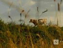Нижегородский молочный завод получит льготы по налогам