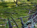 Кабанов отстреливают в Тоншаевском округе из-за вспышки АЧС