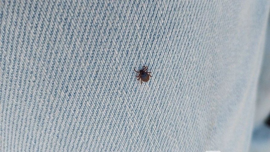 Главная картинка новости: 10 человек заразились боррелиозом от клещей в Нижегородской области