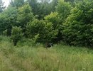 Мотоциклист погиб в лесном массиве Бутурлинского округа