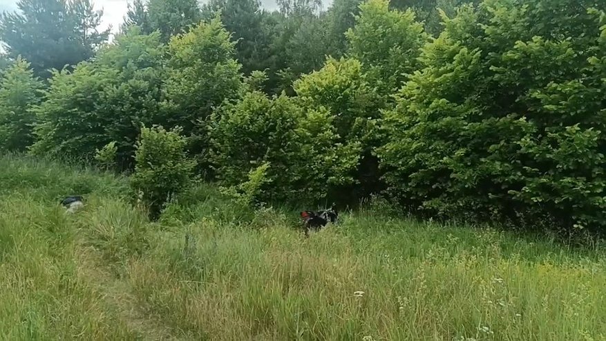 Главная картинка новости: Мотоциклист погиб в лесном массиве Бутурлинского округа