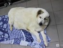 Нижегородский пес-толстяк Кругетс сбросил более 40 кг