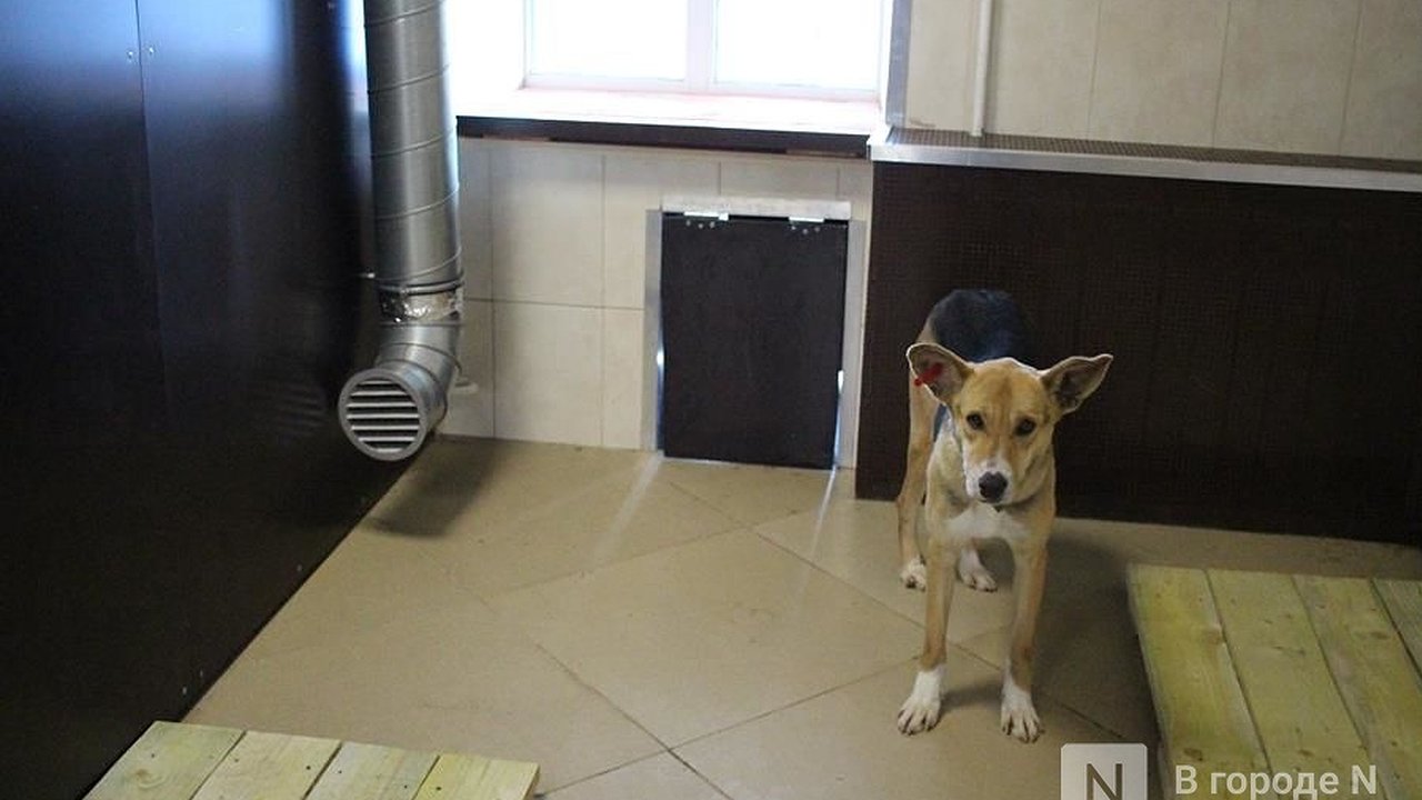 Главная картинка новости: Сгоревшее здание нижегородского приюта для животных отремонтировали