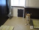 Сгоревшее здание нижегородского приюта для животных отремонтировали
