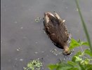 Трупы уток обнаружены в реке в Нижнем Новгороде