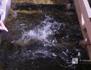 Крещенские купания отменены в четырех округах Нижегородской области