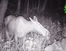 Ночная трапеза лосей попала в объектив фотоловушки в Нижегородской области