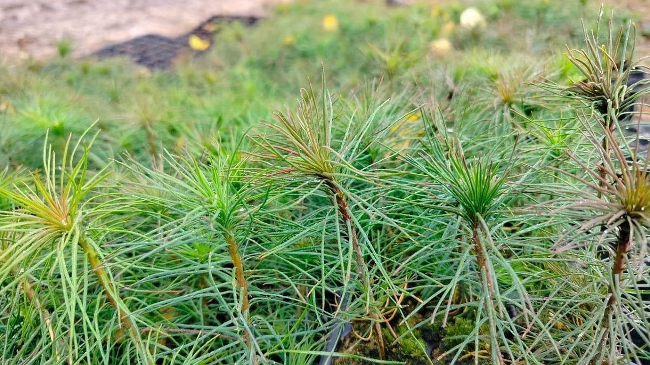 Главная картинка новости: Почти 14 тысяч гектаров леса восстановят в Нижегородской области