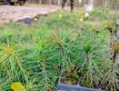 Почти 14 тысяч гектаров леса восстановят в Нижегородской области