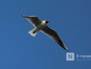 Трупы чаек снова заполонили остров под Нижним Новгородом
